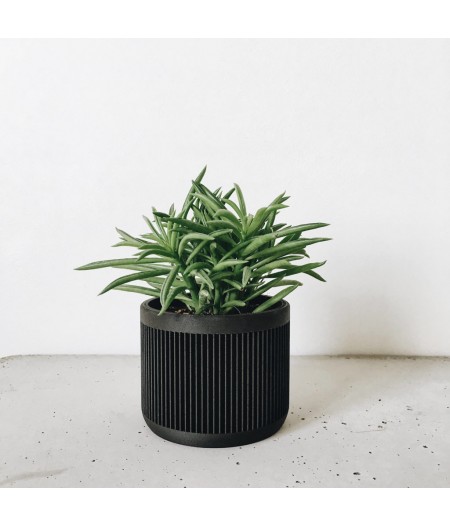 Cache pot design pour plantes vertes